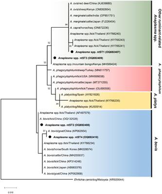 Diversity of Anaplasma and novel Bartonella species in Lipoptena fortisetosa collected from captive Eld’s deer in Thailand